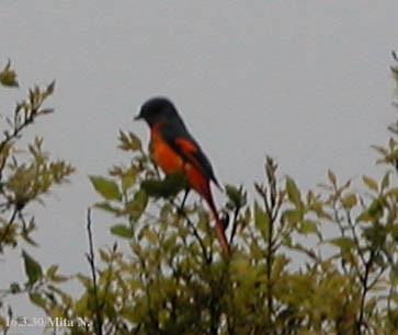 Gray-chinned Minivet - ML642947972