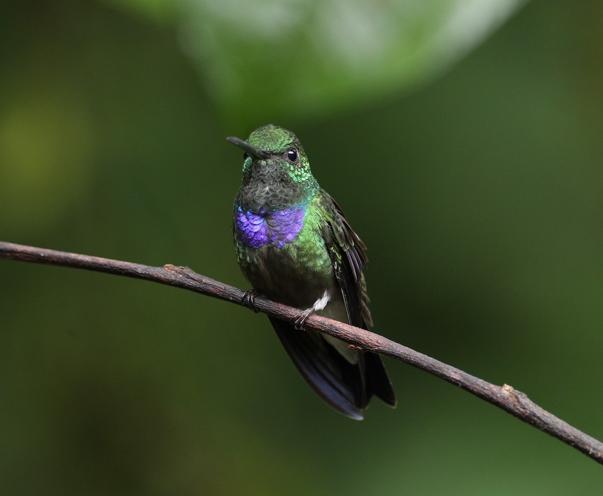 Purple-chested Hummingbird - ML642947973