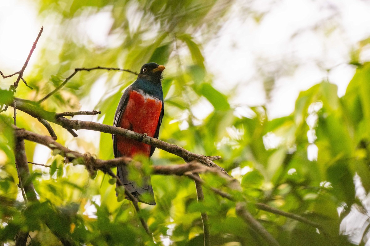 Black-tailed Trogon - ML642947974