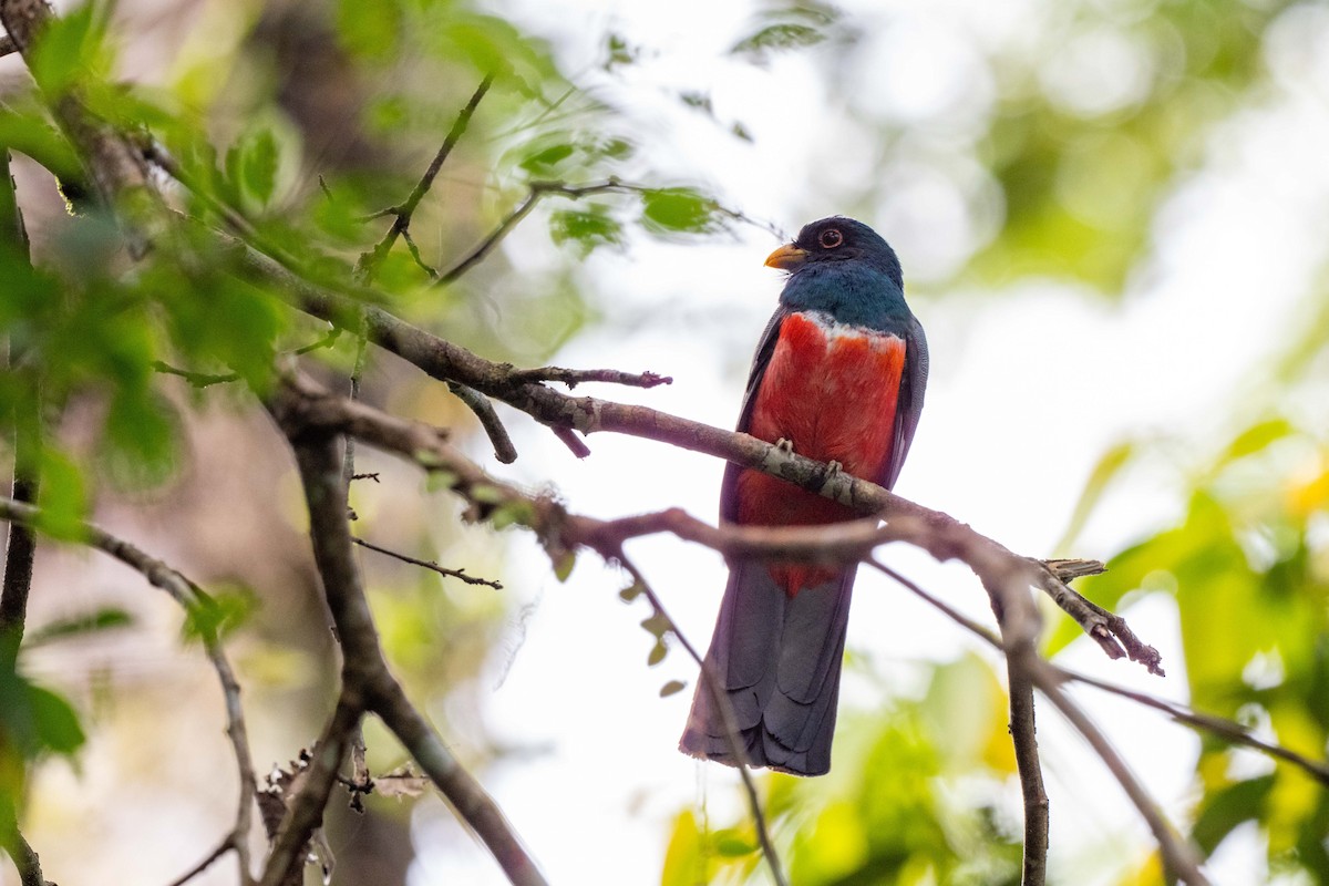 Black-tailed Trogon - ML642947975