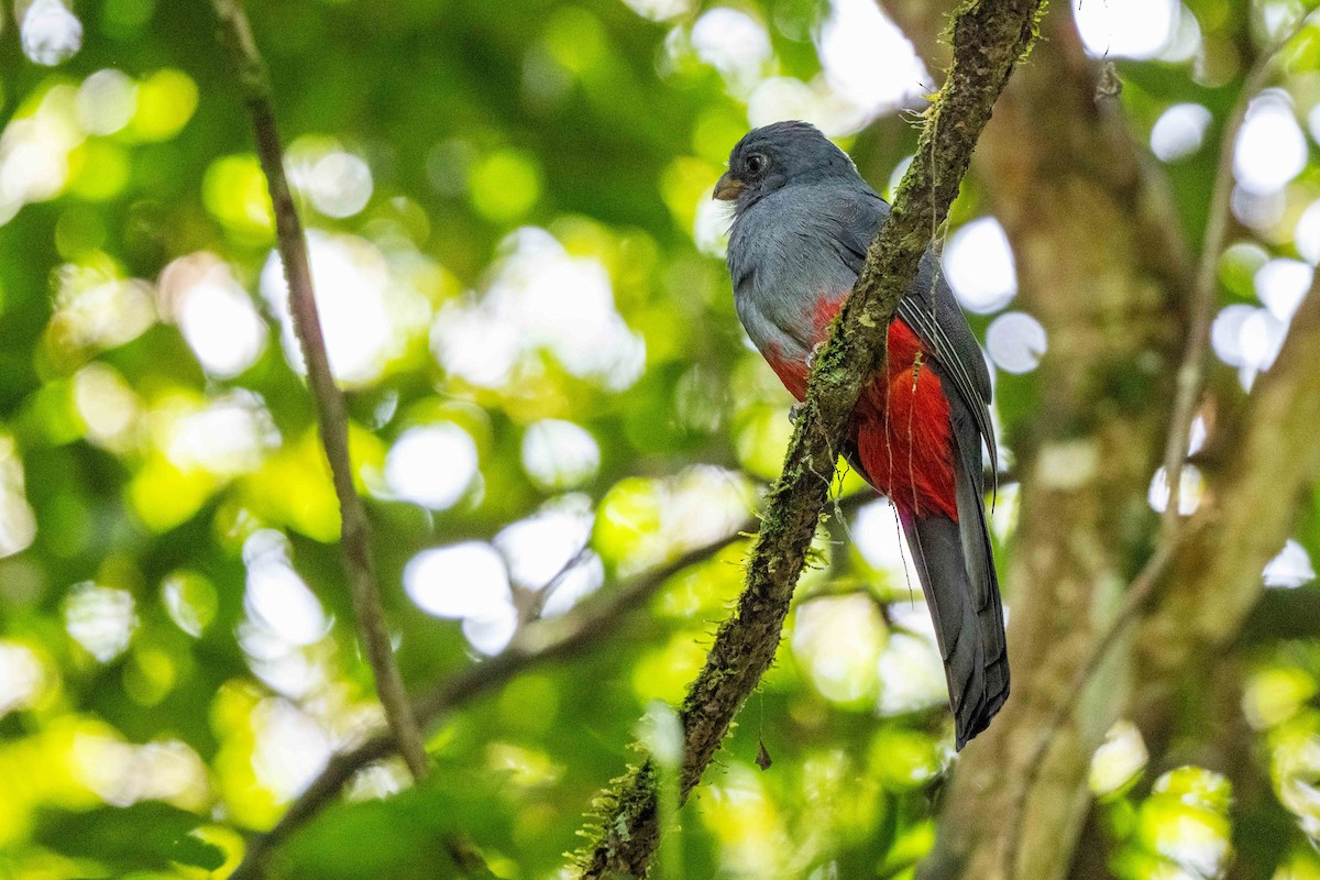 Black-tailed Trogon - ML642947976