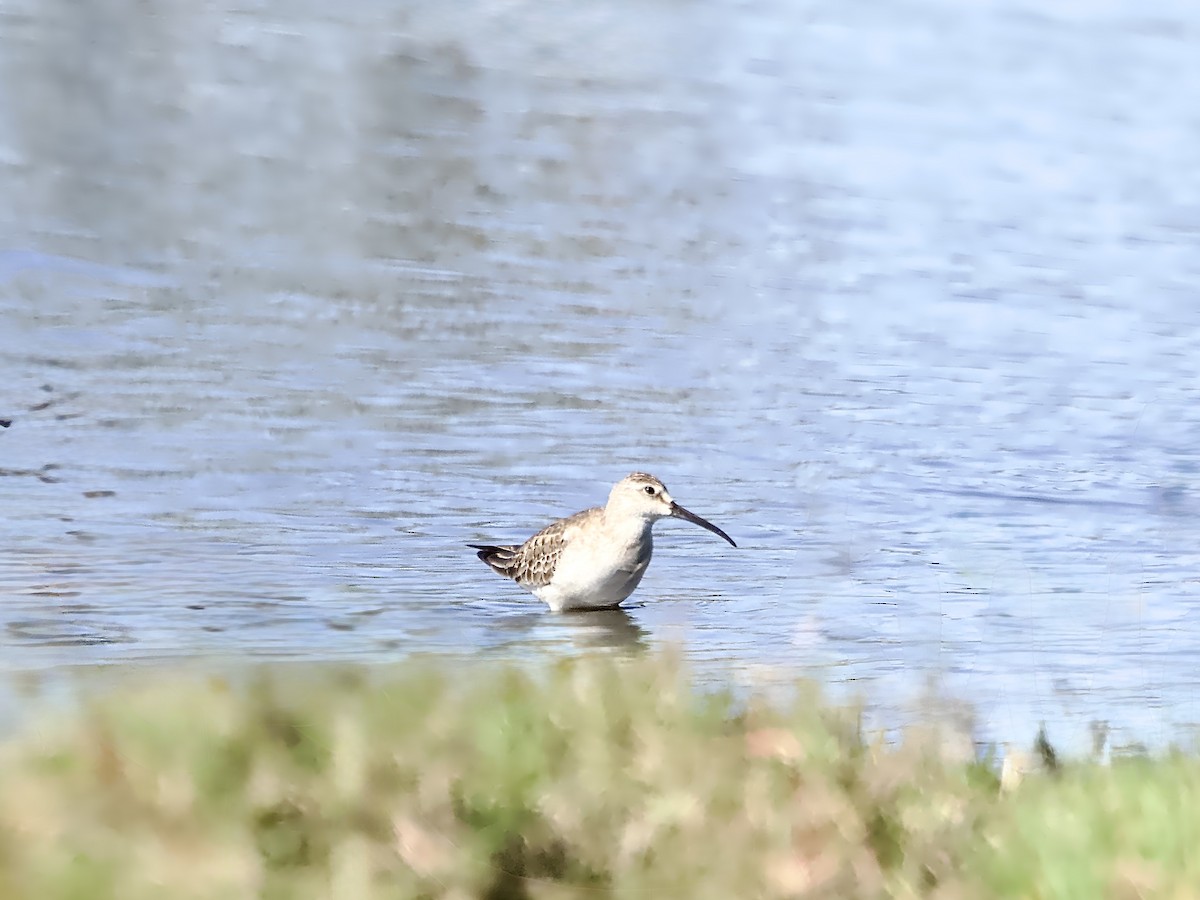 Curlew Sandpiper - ML642947977