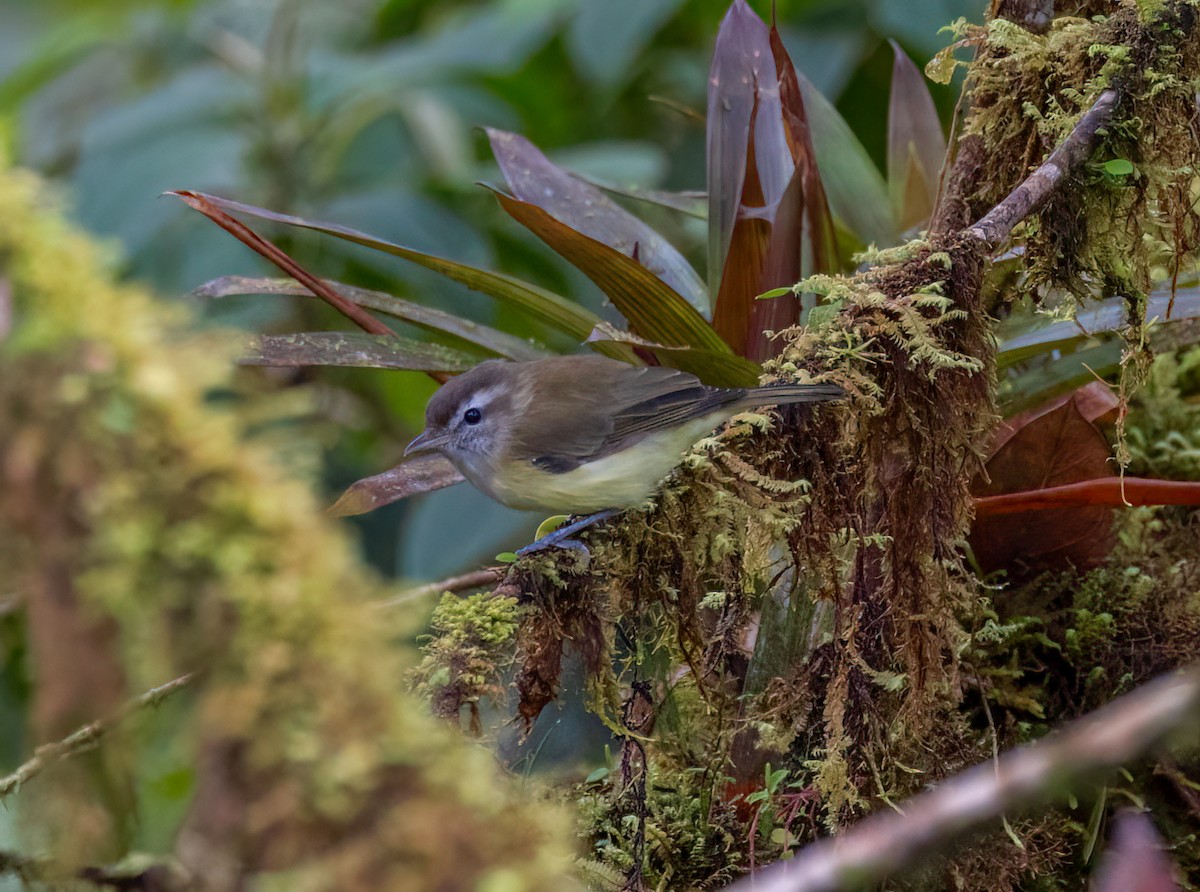Brown-capped Vireo - ML642947979