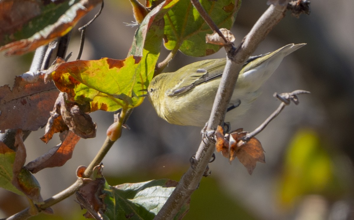 Tennessee Warbler - ML642947980