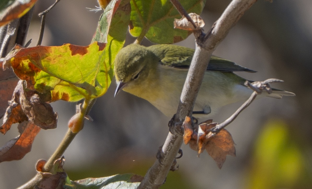 Tennessee Warbler - ML642947981