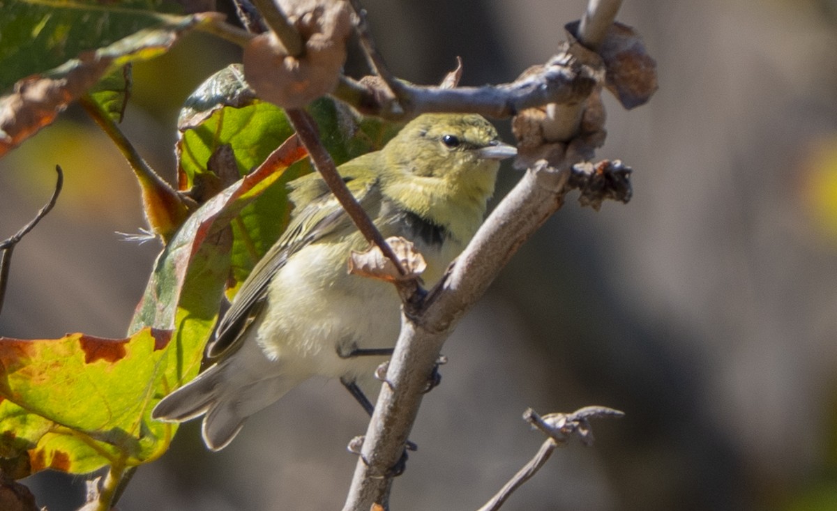Tennessee Warbler - ML642947982