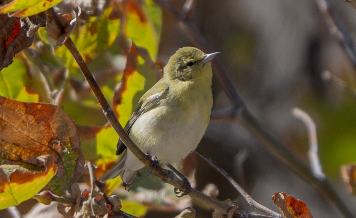 Tennessee Warbler - ML642947983
