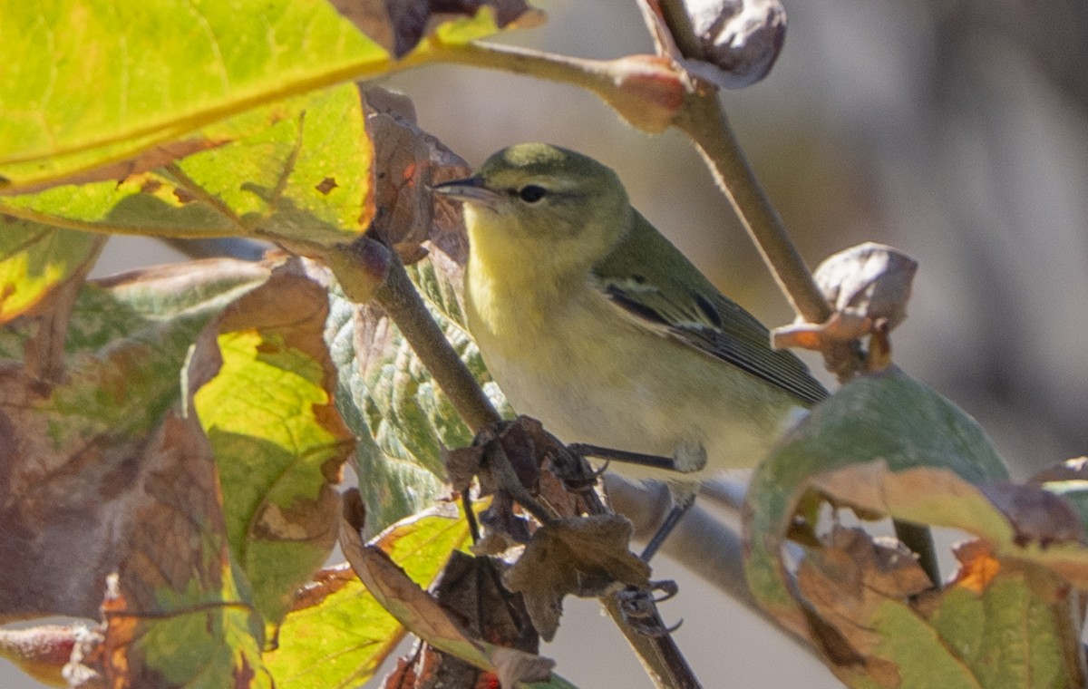 Tennessee Warbler - ML642947984