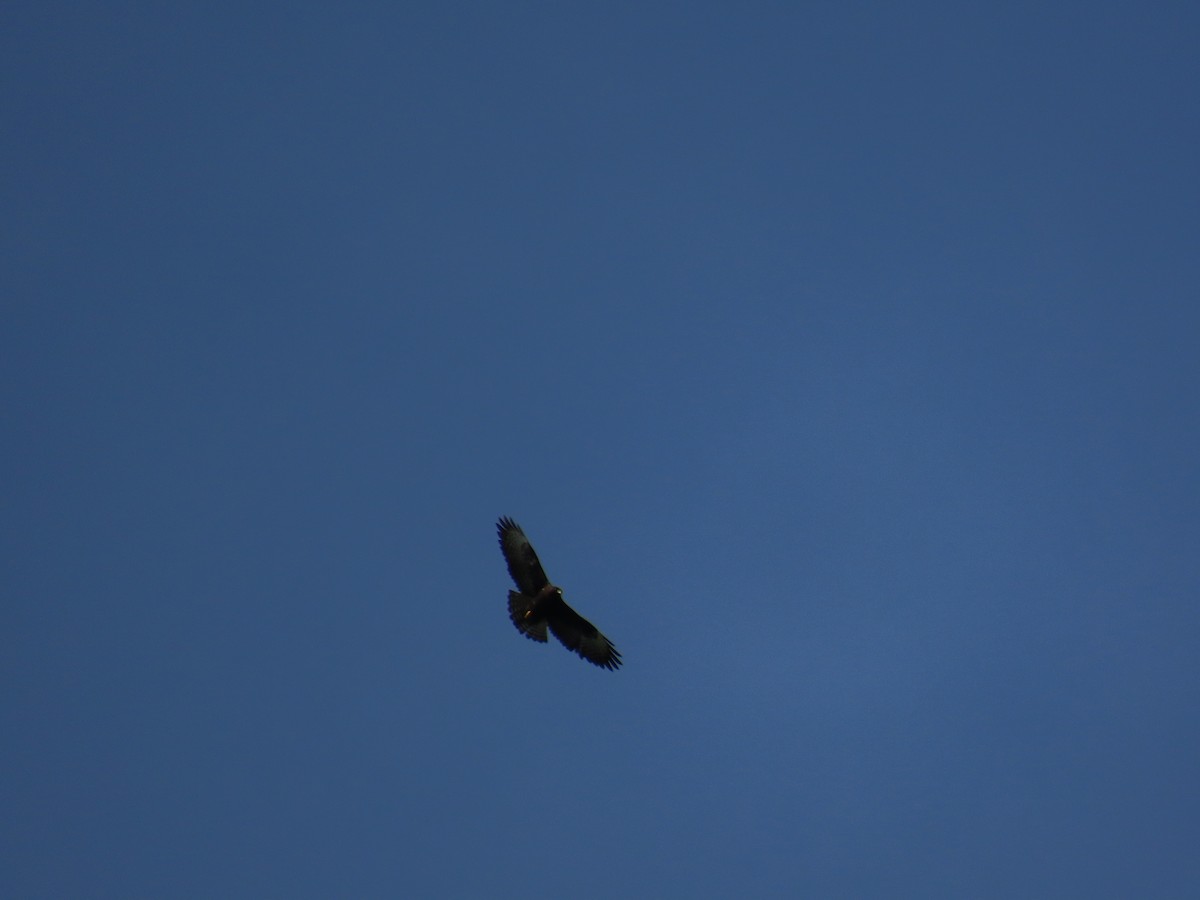 Short-tailed Hawk - ML642947986