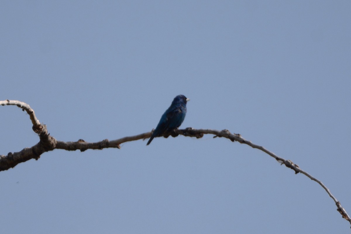 Indigo Bunting - ML642947997