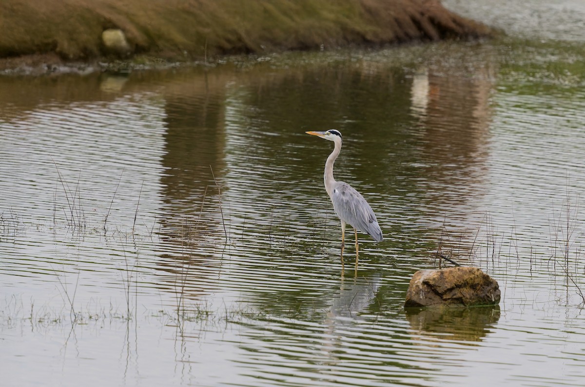 Gray Heron - ML642948004
