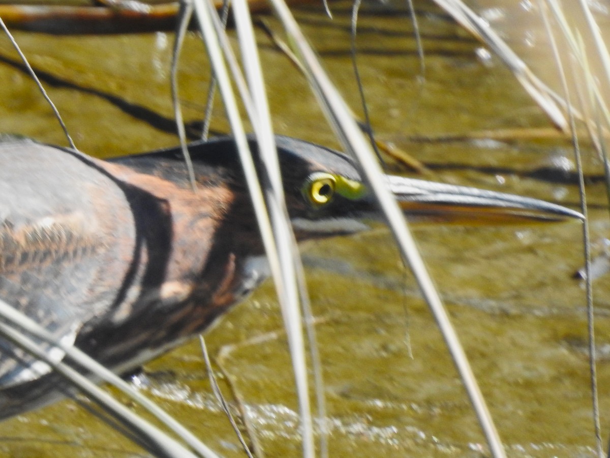 Green Heron - ML642948031