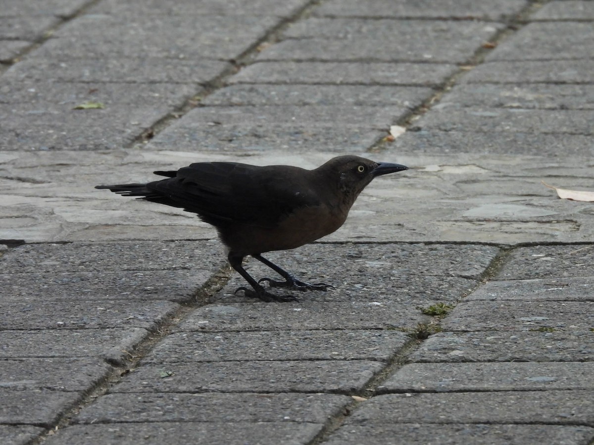 Great-tailed Grackle - ML642948032