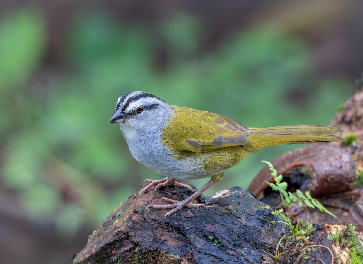 Black-striped Sparrow - ML642948033