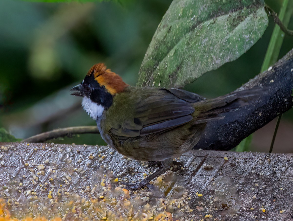 クリボウシヤブシトド - ML642948046
