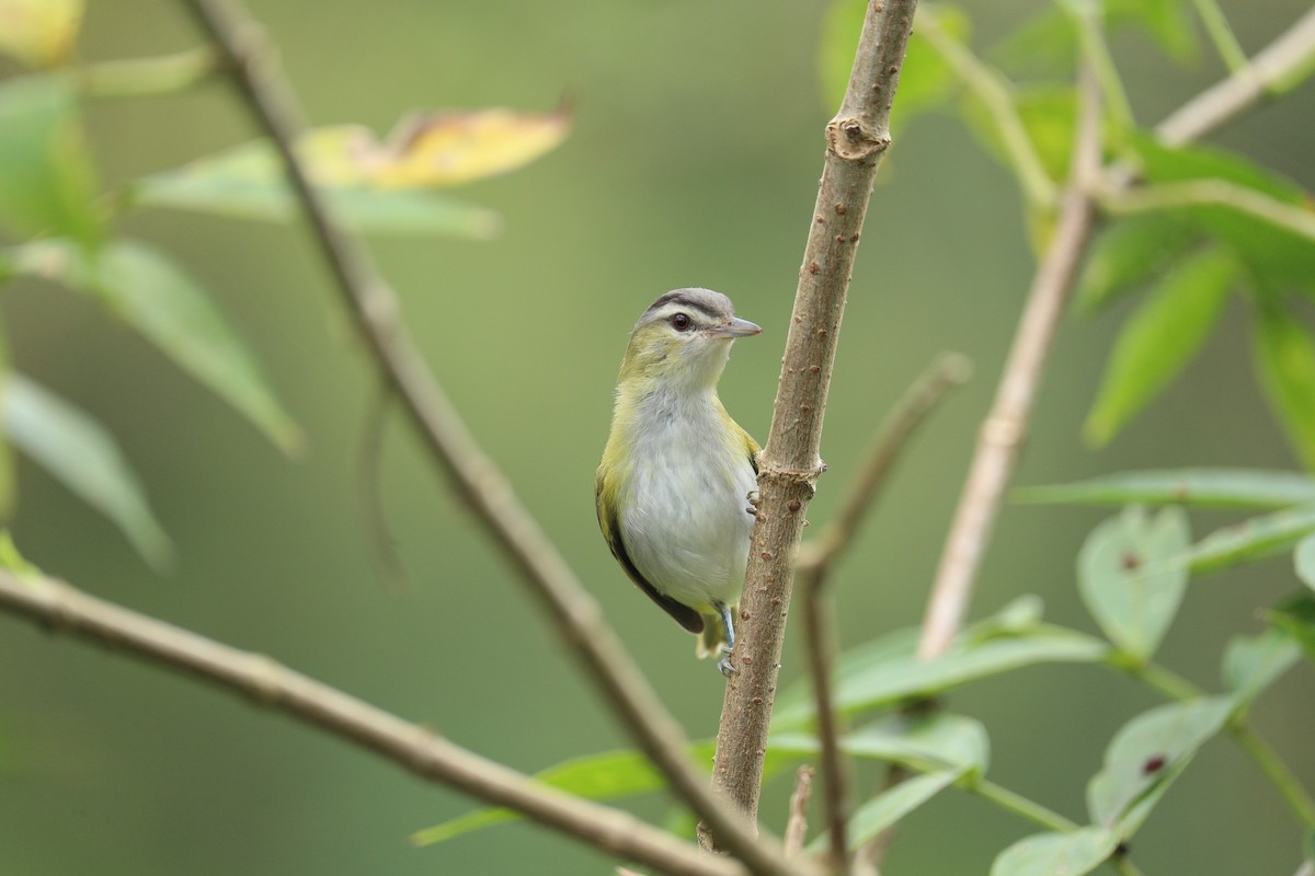 Chivi Vireo (resident) - ML642948047
