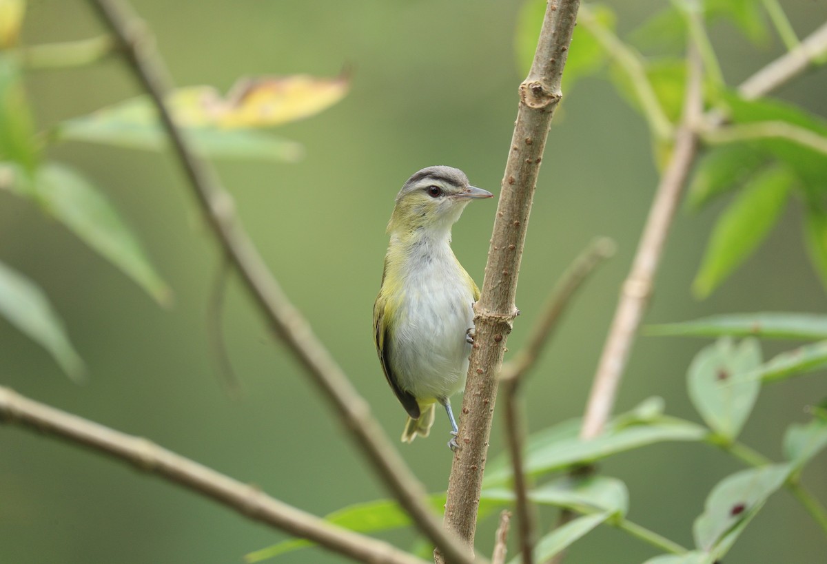 Chivi Vireo (resident) - ML642948048
