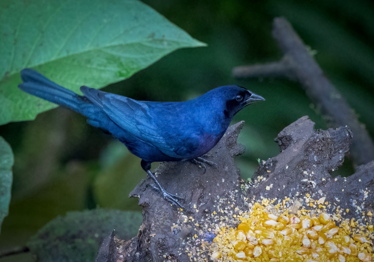 Shiny Cowbird - ML642948053