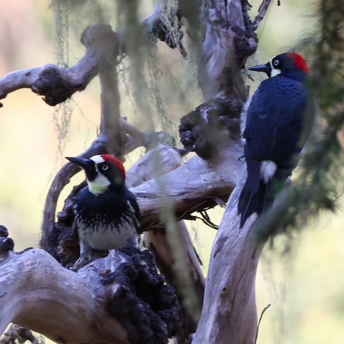 Acorn Woodpecker - ML642948055