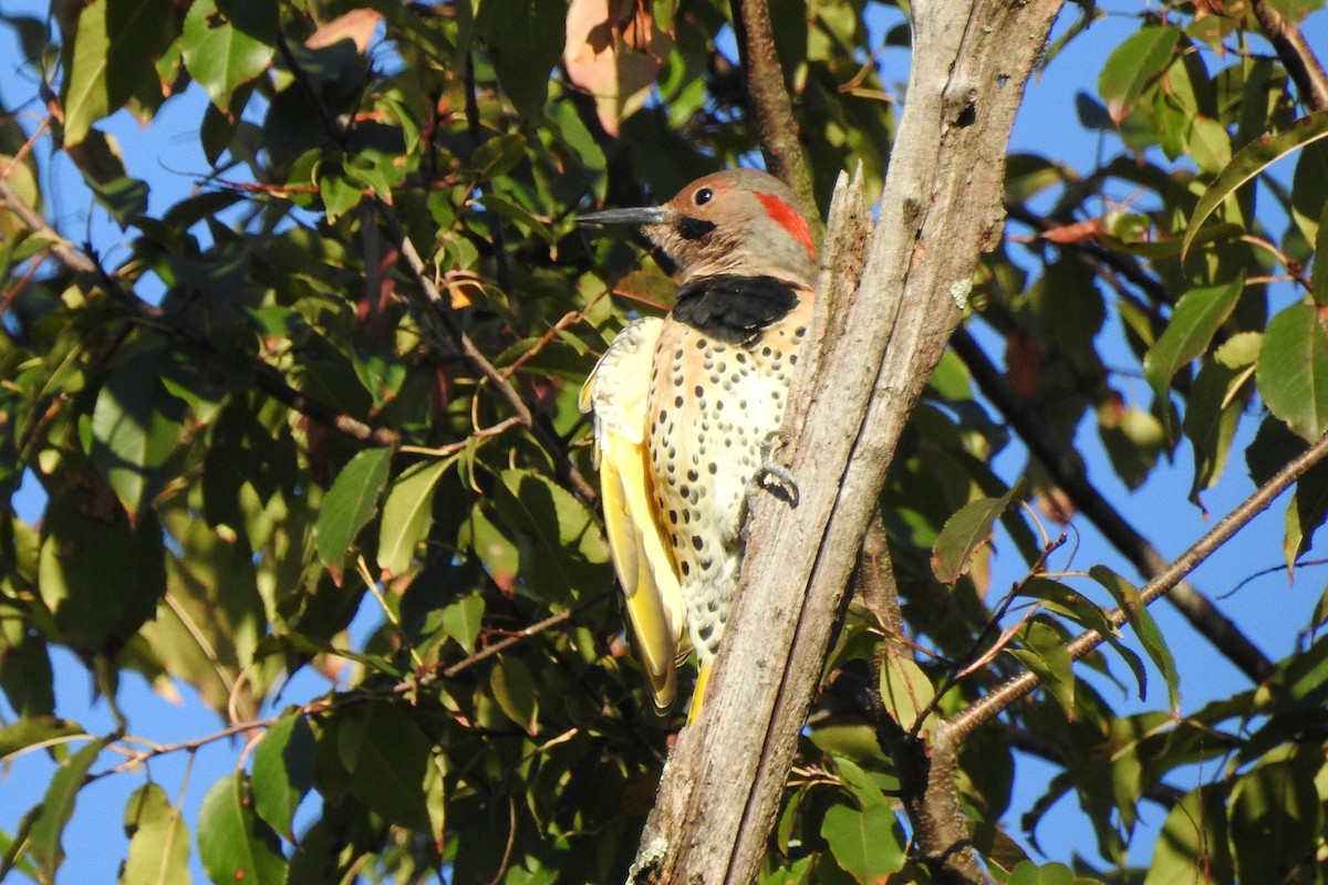 Northern Flicker (Yellow-shafted) - ML642948056