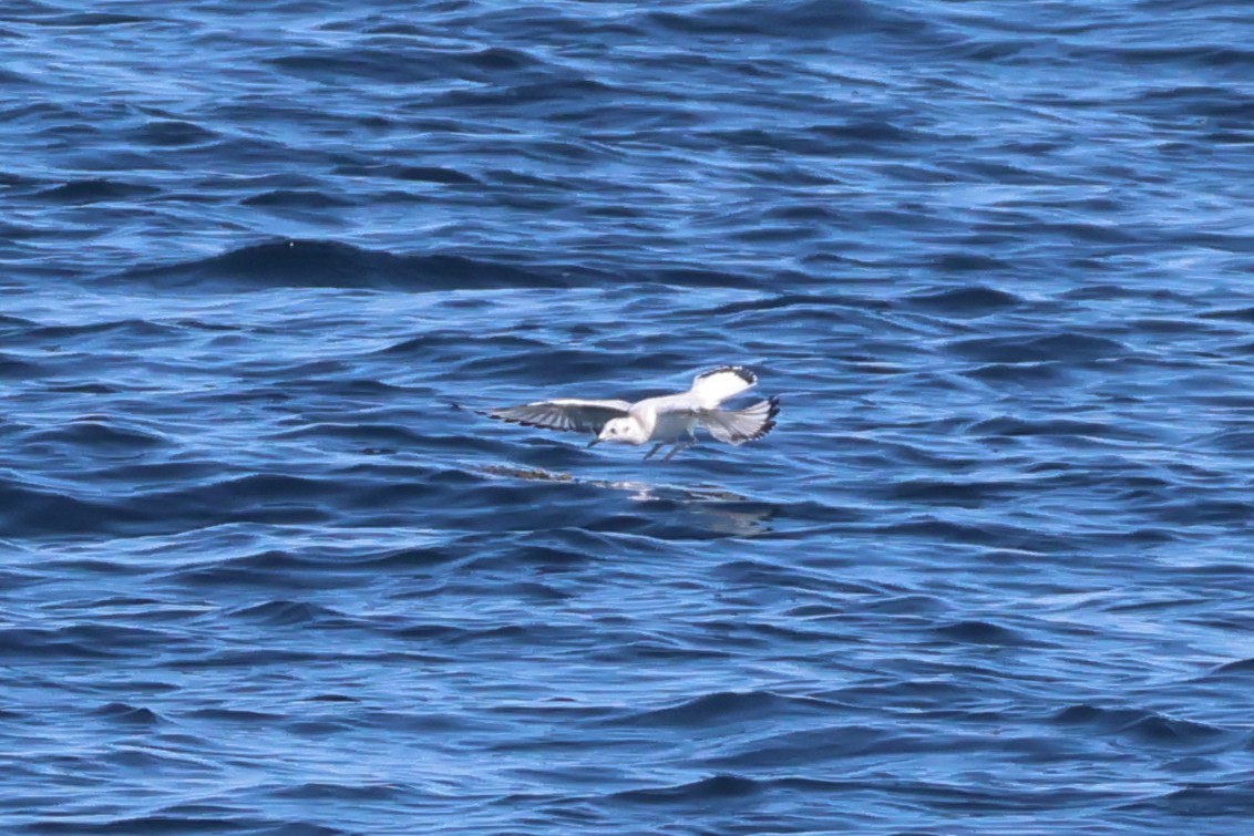 Bonaparte's Gull - ML642948057