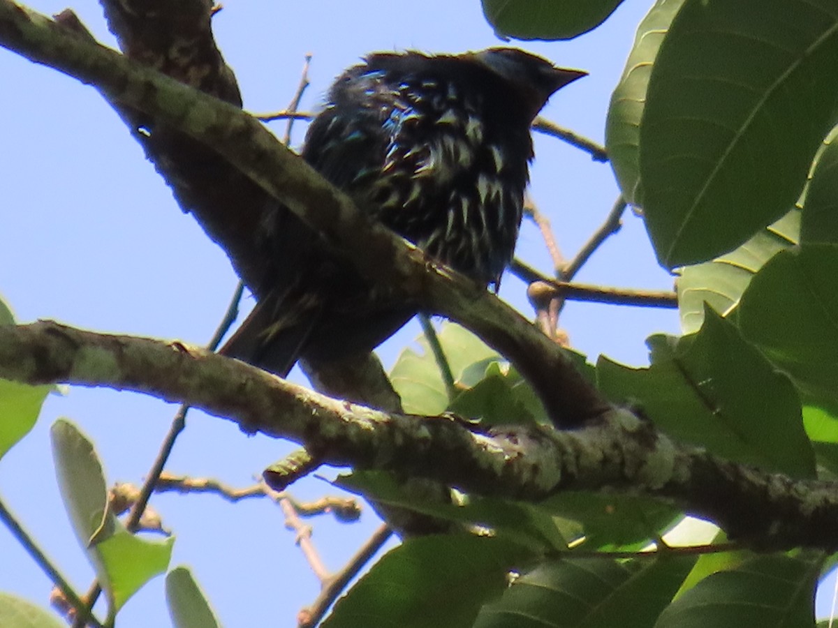 Golden-hooded Tanager - ML642948059