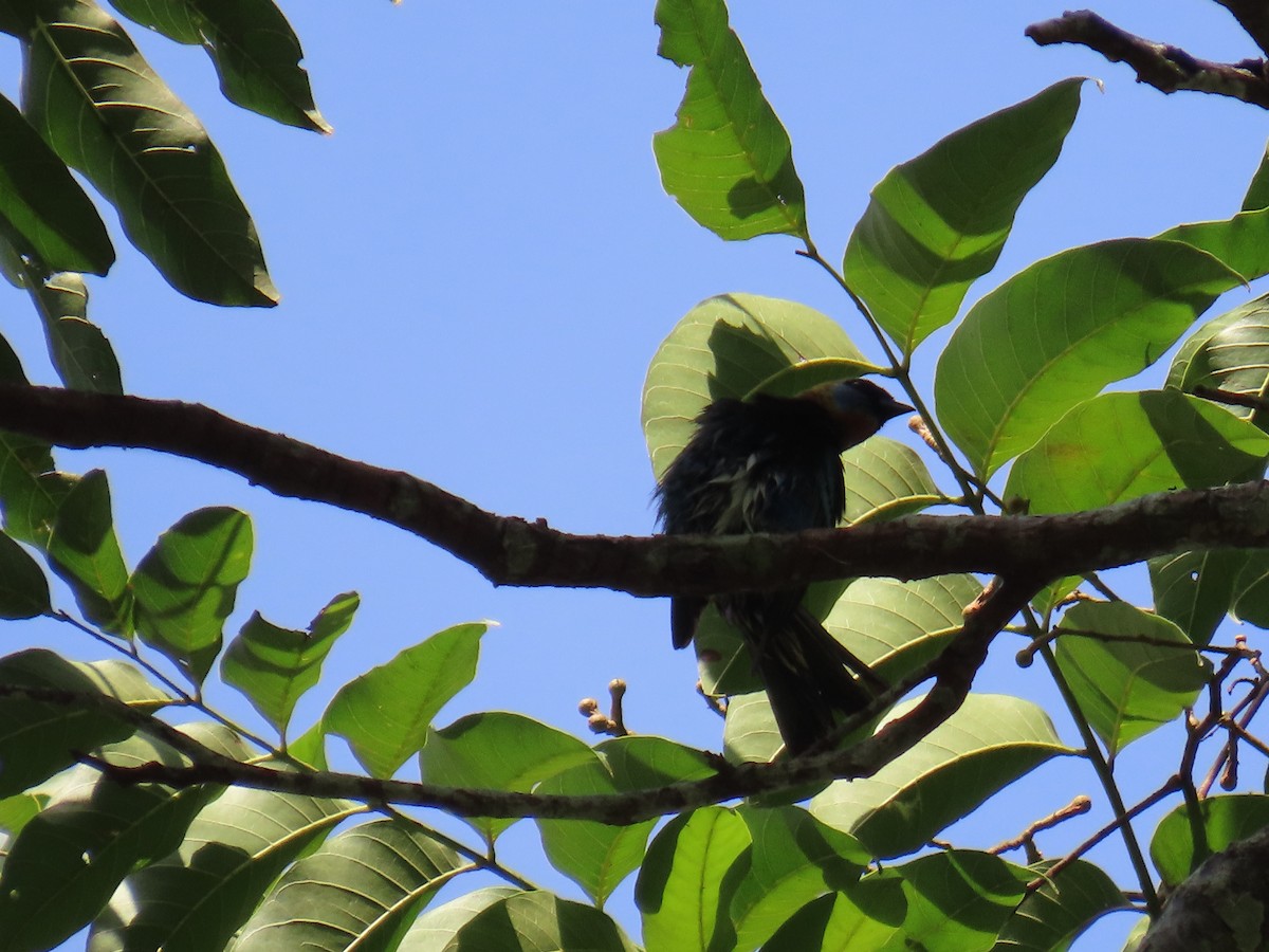 Golden-hooded Tanager - ML642948060