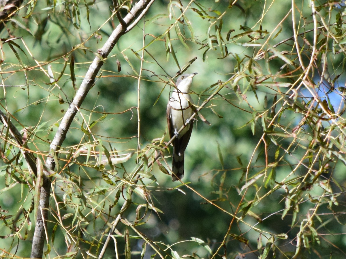 Yellow-billed Cuckoo - ML642948061