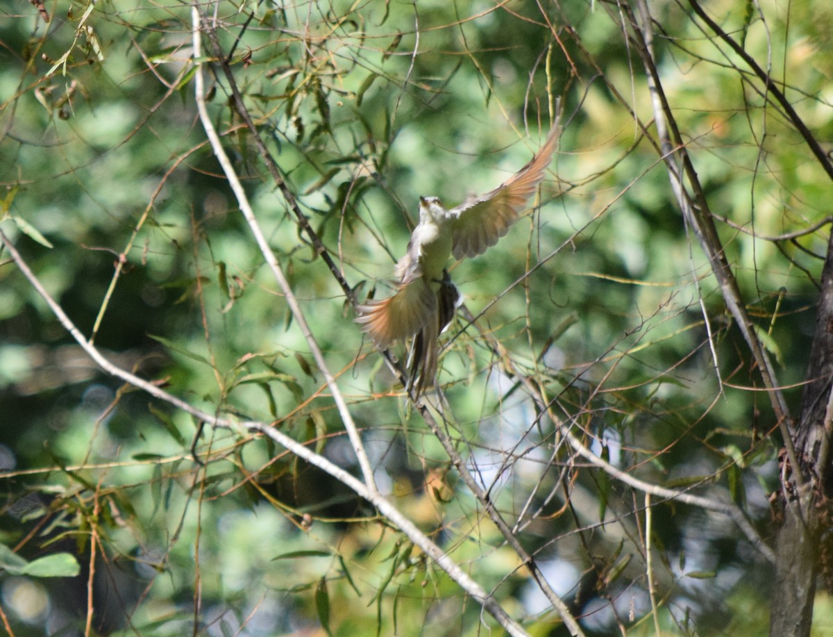 Yellow-billed Cuckoo - ML642948062