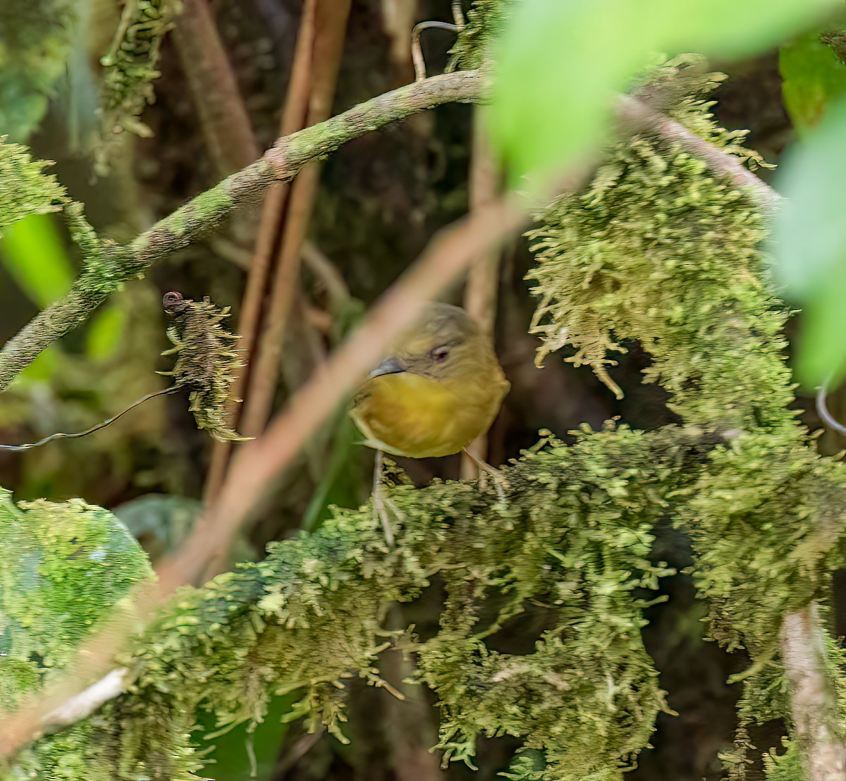 Choco Warbler - ML642948063