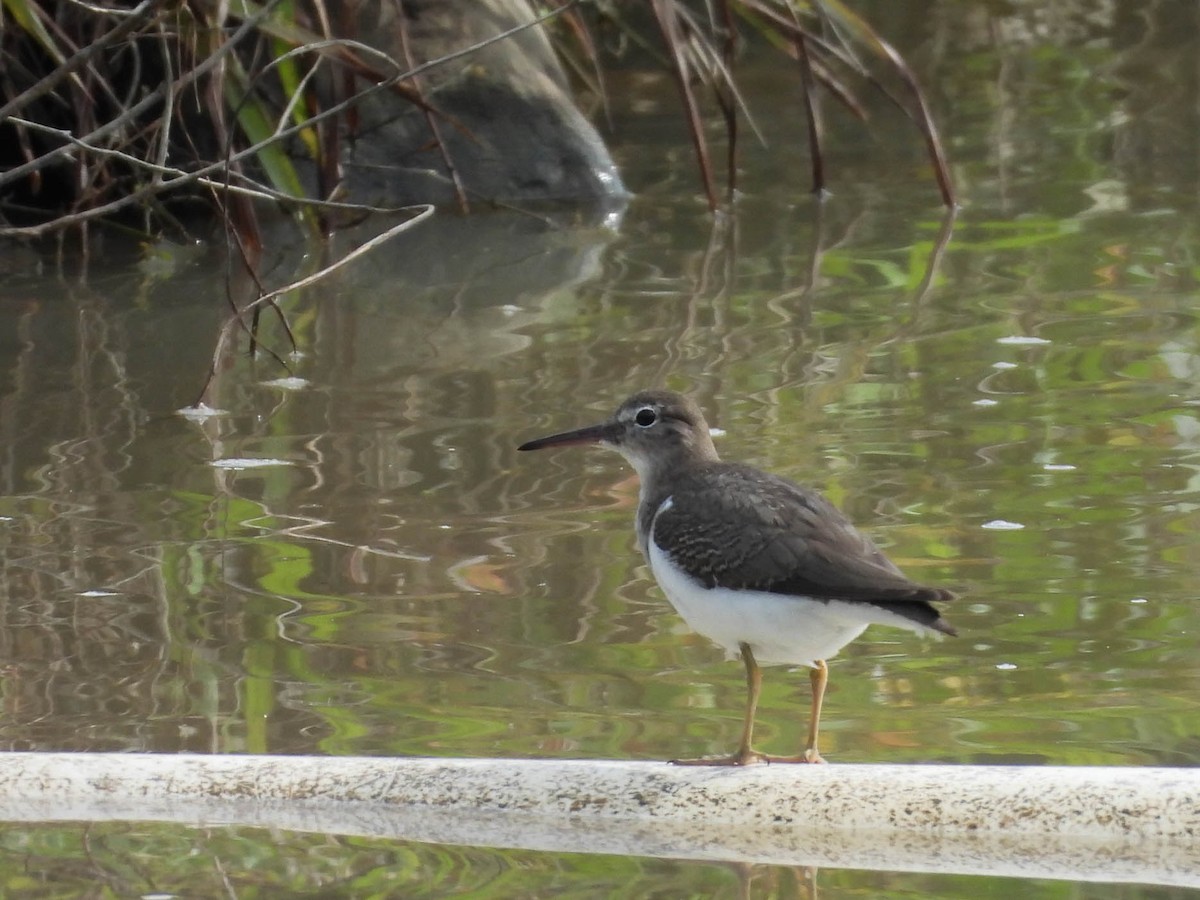 Spotted Sandpiper - ML642948068