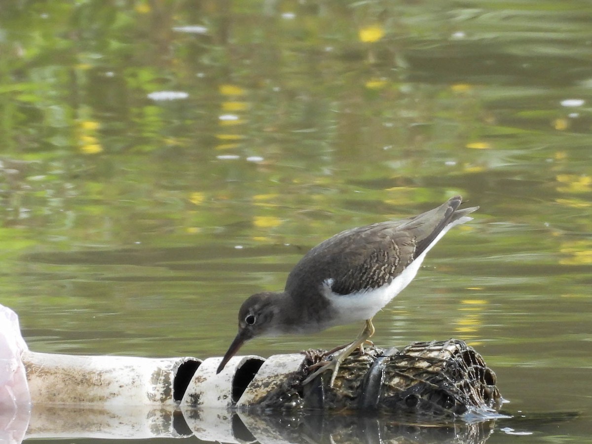 Spotted Sandpiper - ML642948069