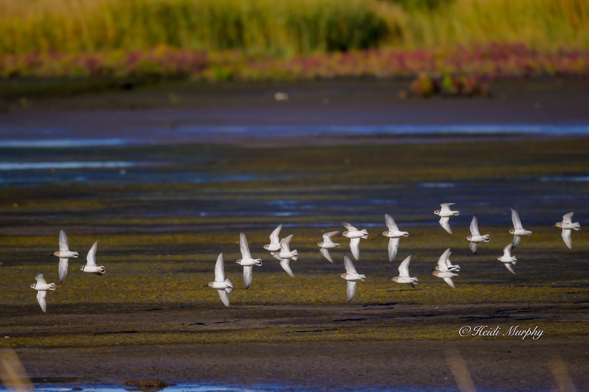 Semipalmated Plover - ML642948070
