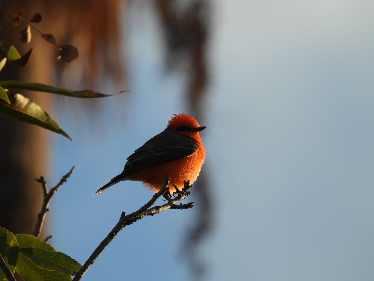 Vermilion Flycatcher - ML642948074