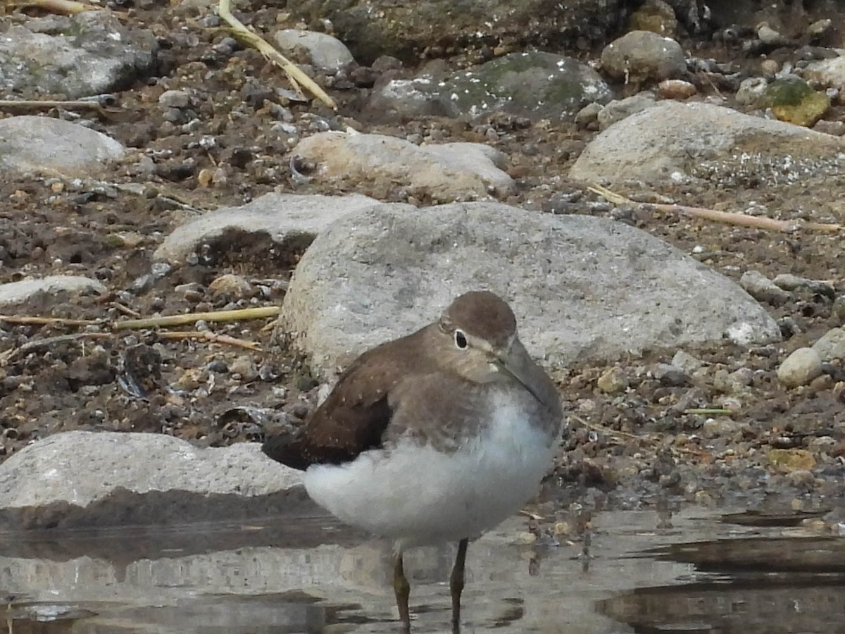 Solitary Sandpiper - ML642948075