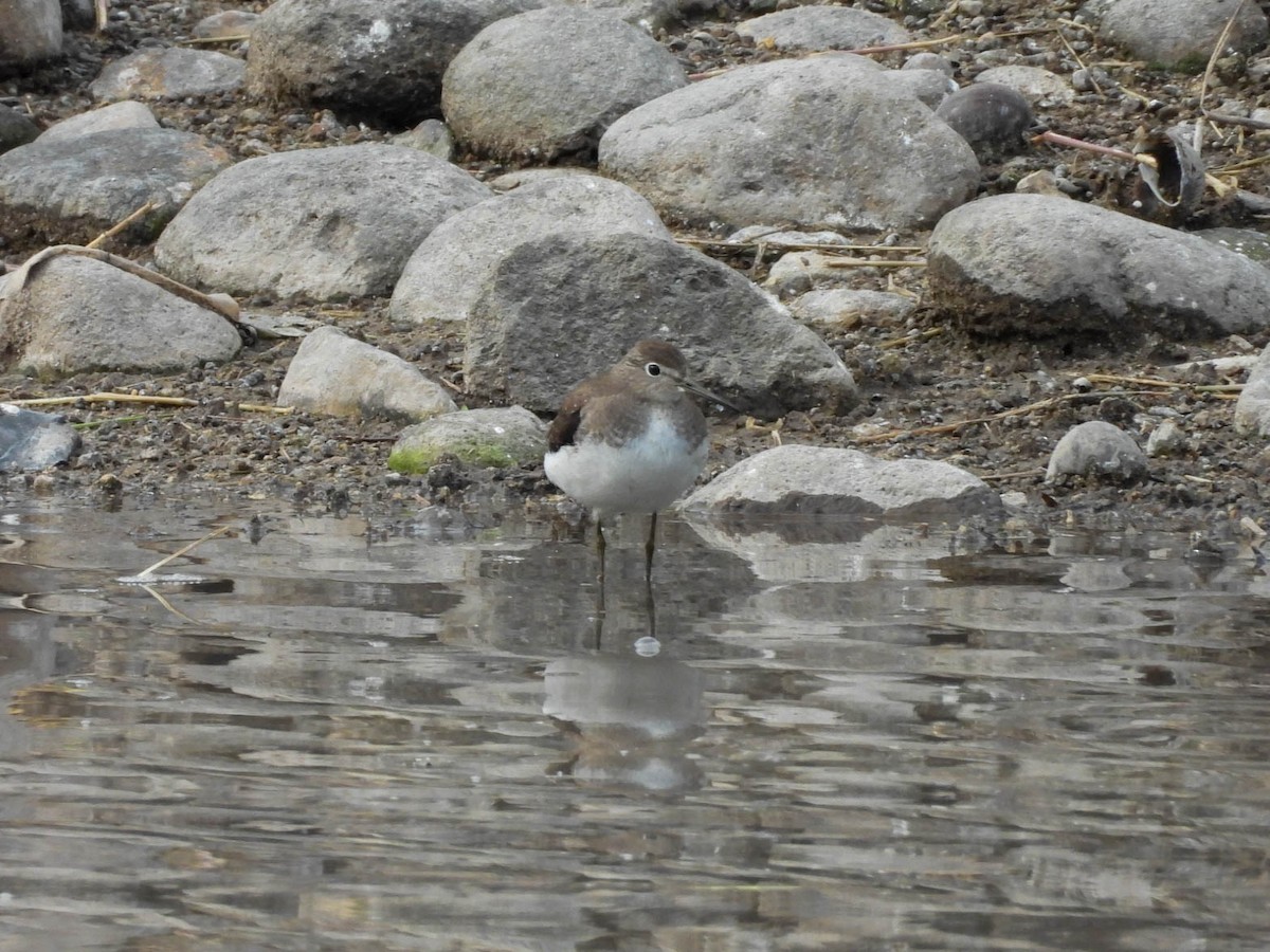 Solitary Sandpiper - ML642948076