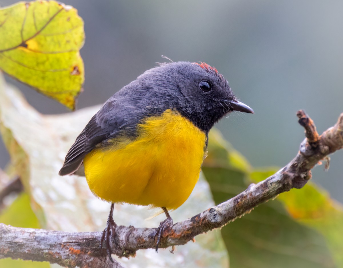 Slate-throated Redstart - ML642948077