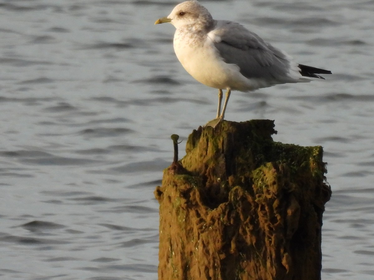 Short-billed Gull - ML642948078
