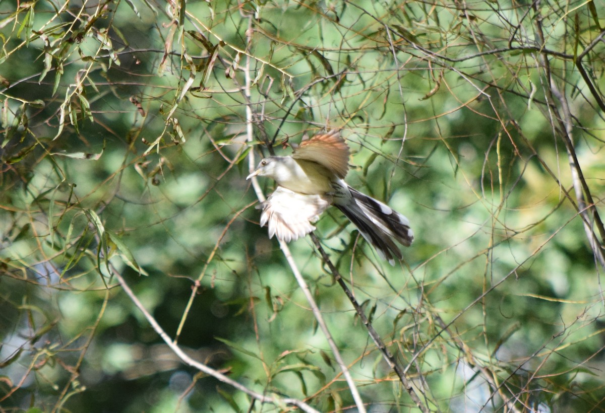 Yellow-billed Cuckoo - ML642948081