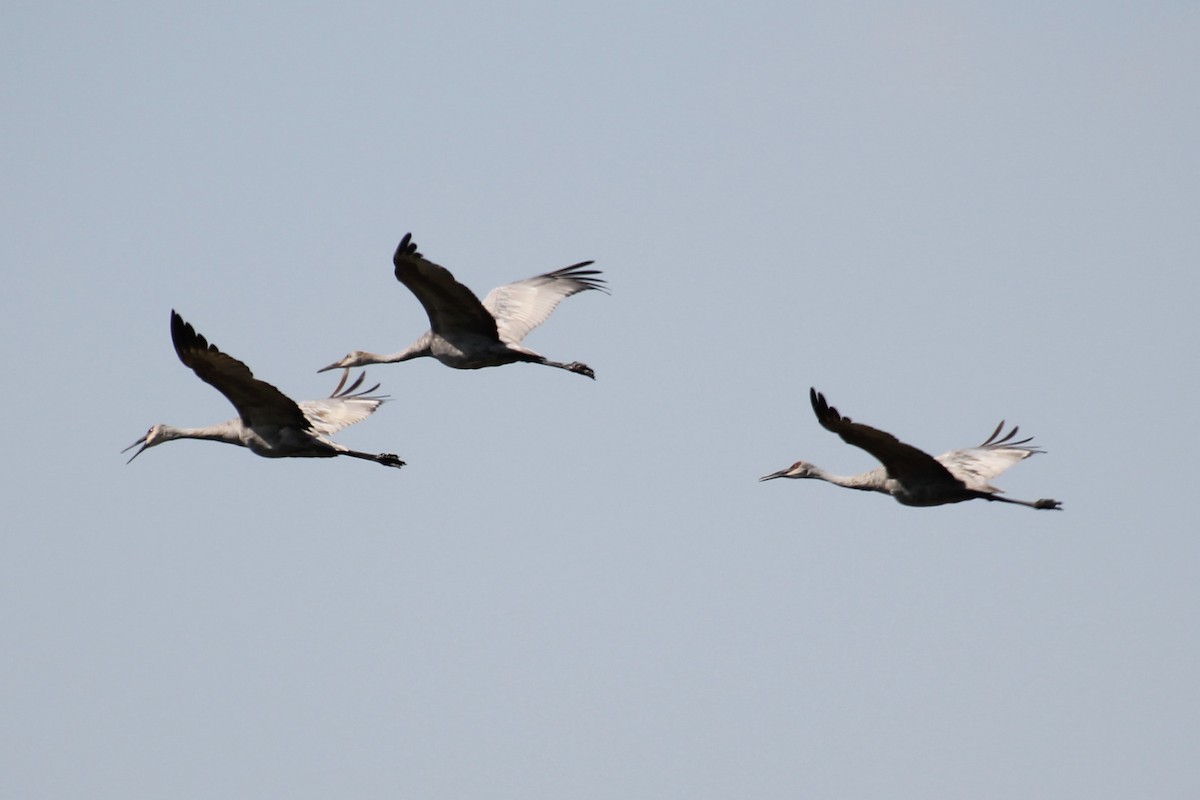 Sandhill Crane - ML642948083