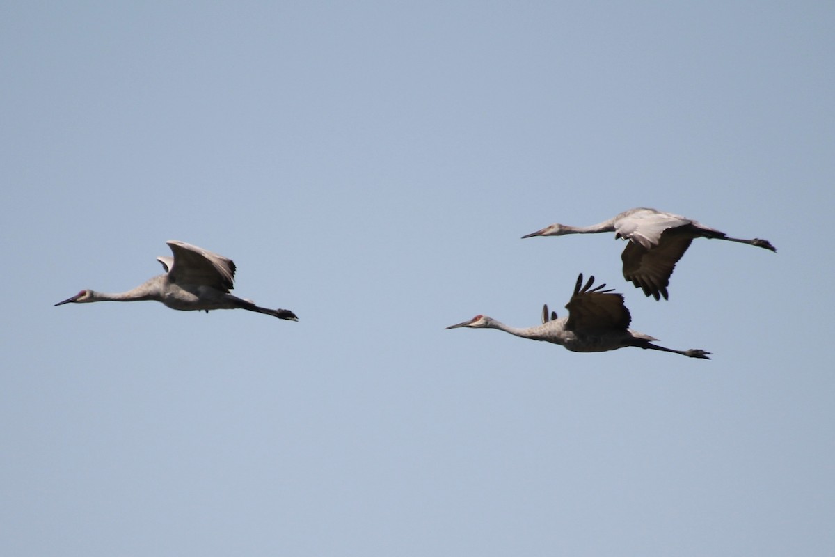 Sandhill Crane - ML642948084