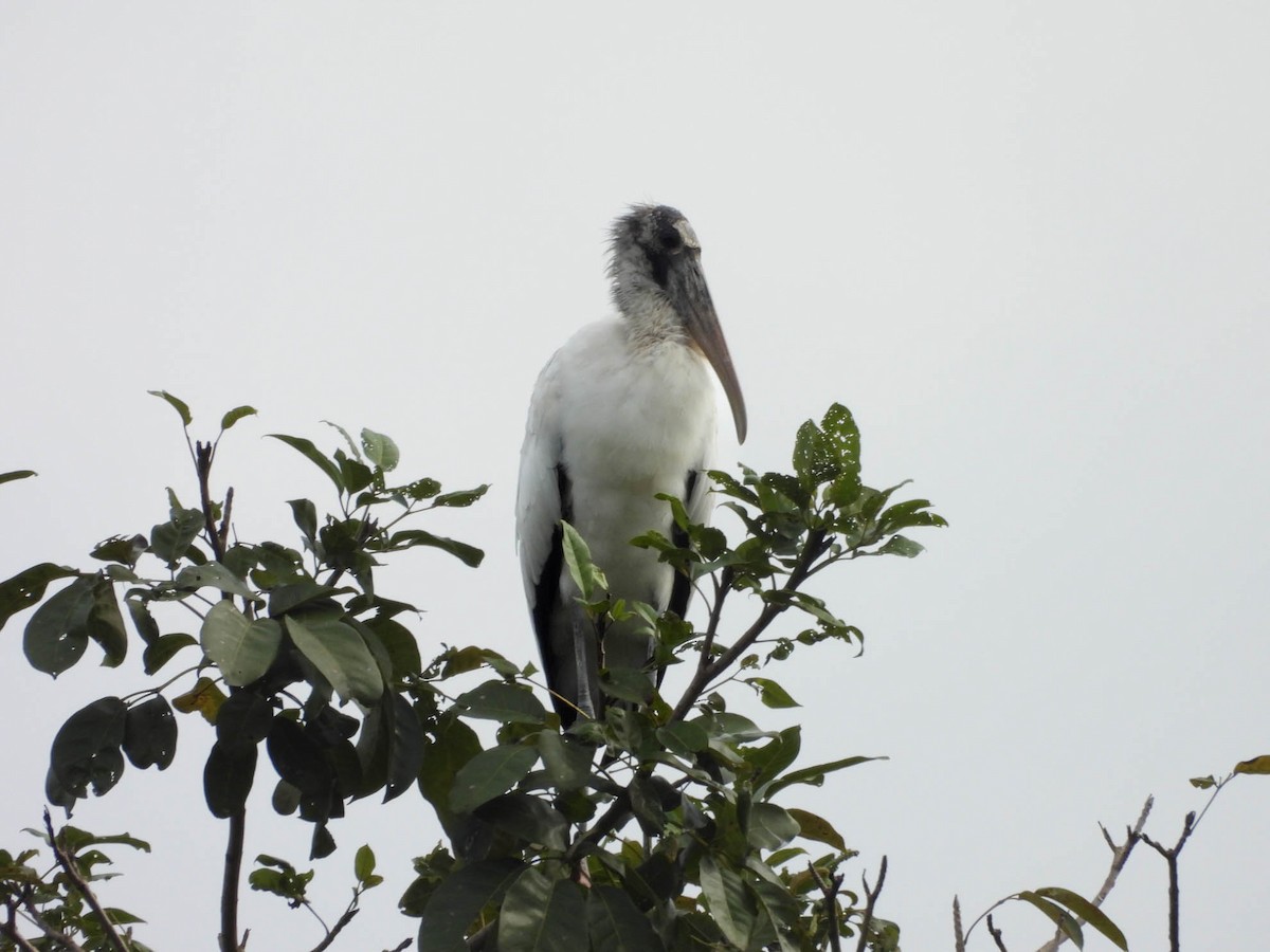 Wood Stork - ML642948087