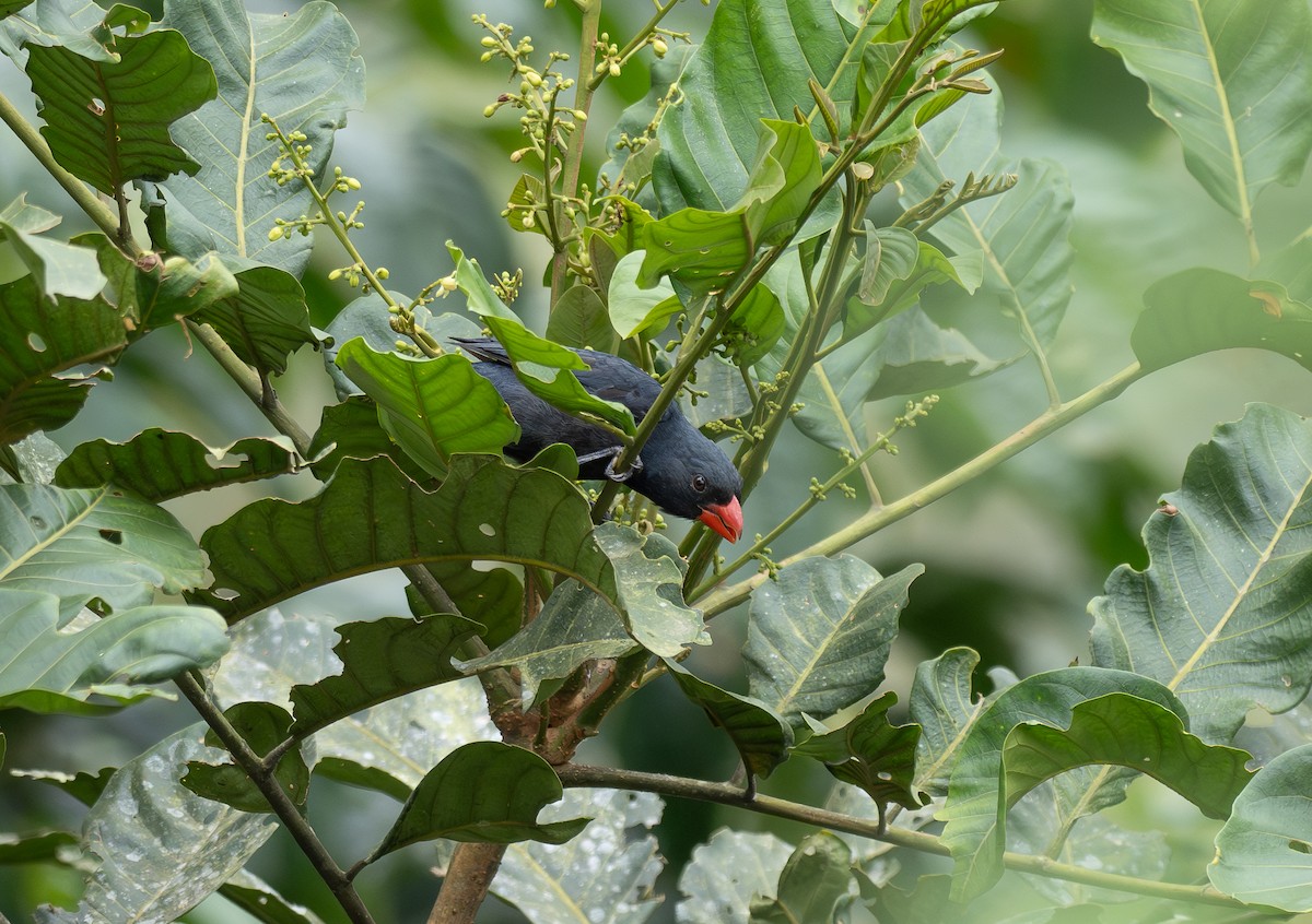 Slate-colored Grosbeak - ML642948088