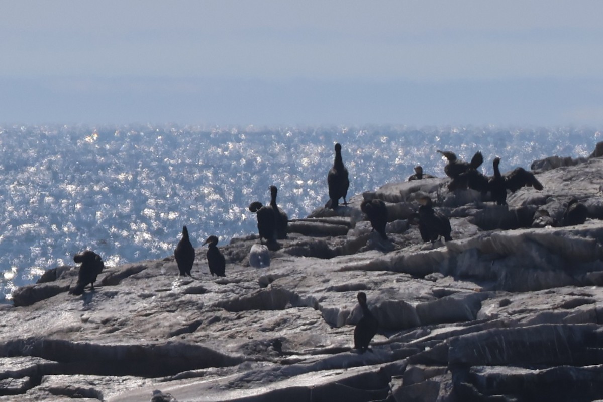 Double-crested Cormorant - ML642948089