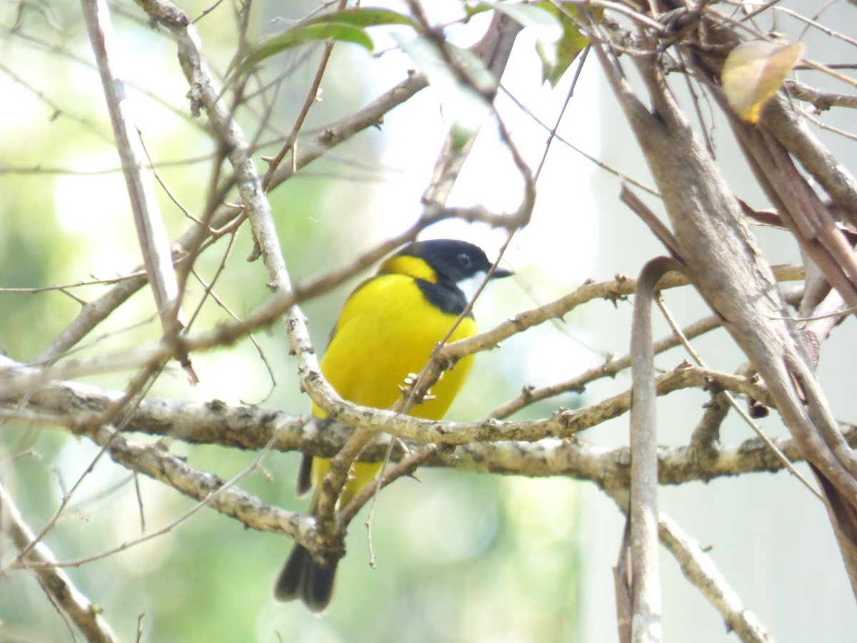 Golden Whistler - ML642948092