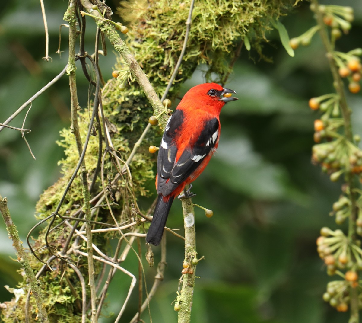 White-winged Tanager - ML642948094