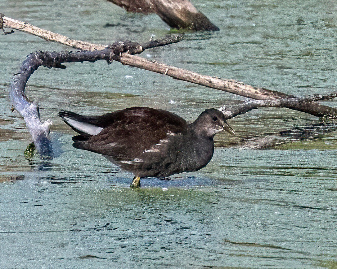 Common Gallinule - ML642948100