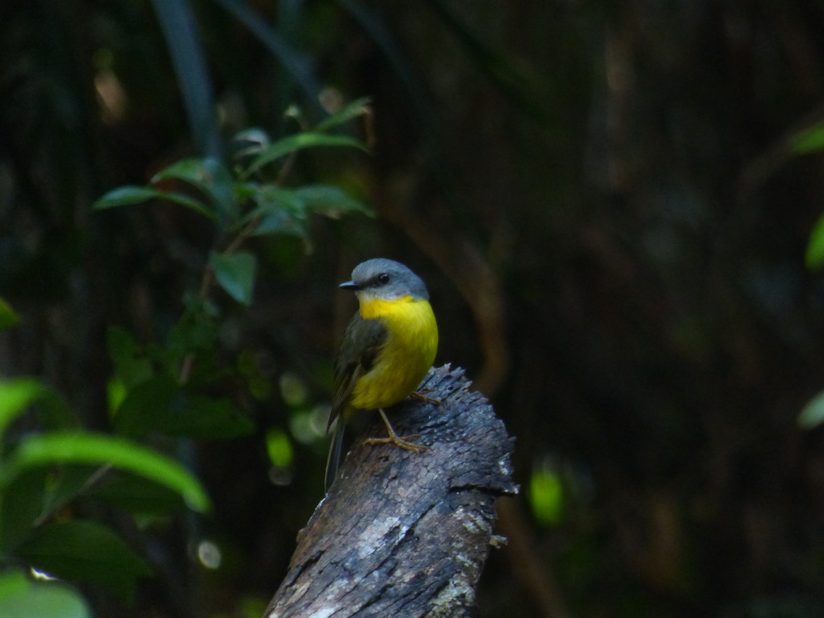 Eastern Yellow Robin - ML642948109