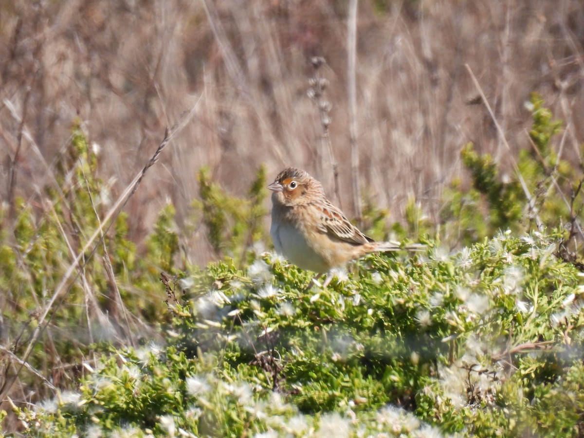Grasshopper Sparrow - ML642948112