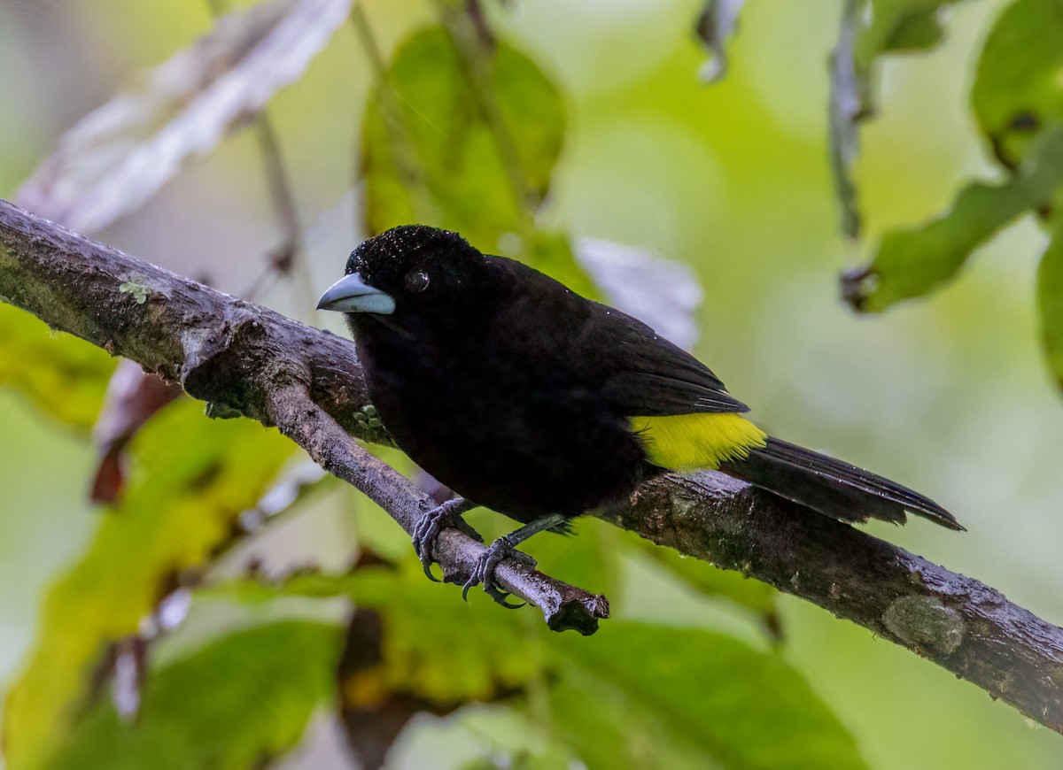 Flame-rumped Tanager - ML642948113